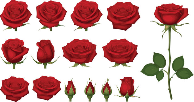 Red rose flower set with blooms, buds, and stem, romantic botanical illustration collection - Powered by Adobe