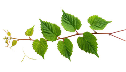 Fototapeta premium A vibrant, green vine with heart-shaped leaves stretches across a black background