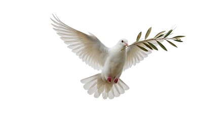 Obraz premium A majestic white dove flies gracefully, carrying a symbolic olive branch in its beak, embodying