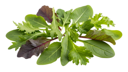 Fresh green leafy vegetable bunch on black background