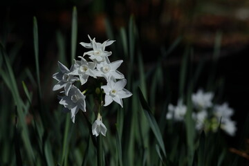 冬の寒さの中凛と咲く