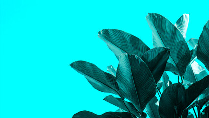 Striking tropical foliage featuring large, dark teal banana-like leaves dramatically reaching upward against a vivid, monochromatic cyan sky background.