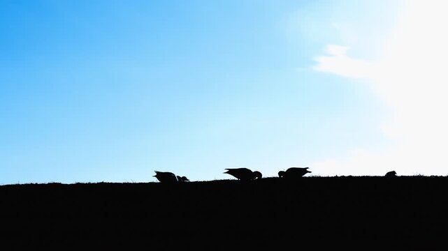 鴨のシルエットと青空