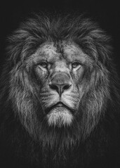 portrait of a lion © MUHAMMAD