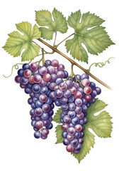 Fototapeta premium Vineyard's Jewel: A branch adorned with a pair of sumptuous bunches of grapes. The watercolor style and crisp light capture the essence of a tranquil vineyard.