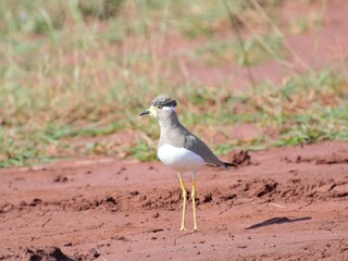 yellow wattled lapwing