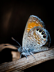 OLYMPUS DIGITAL CAMERA © Janet