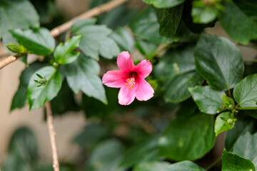 Obraz premium Close-up photo of a pink Hawaiian Hibiscus (Hibiscus rosa-sinensis) in bloom