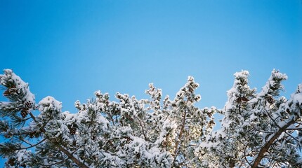 Snow-covered pine tree branches heavily laden with fresh powder beneath bright blue sky