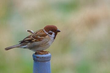 Eurasian tree sparrow