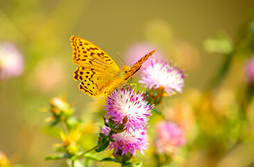 Butterfly on a flower. A flock of butterflies by the water. Colorful spring background with copy space. Spring and ecology concept.