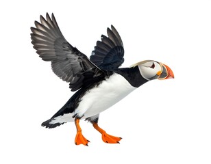 Arctic bird in flight