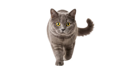 Fototapeta premium A fluffy grey cat with bright yellow eyes walking forward.