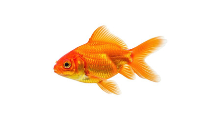 Fototapeta premium A vibrant orange goldfish swimming gracefully in clear water 1.