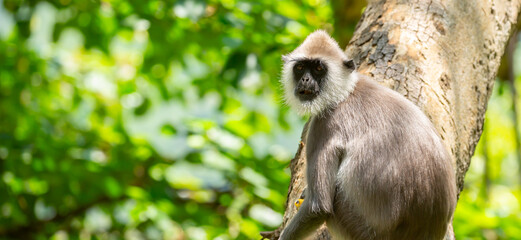 Gray hanuman langurs on a tree. Monkeys in the wild in the jungles of Sri Lanka. Troop of monkeys on trees. Wildlife scene with wild animals.