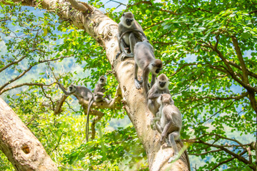 Fototapeta premium Gray hanuman langurs on a tree. Monkeys in the wild in the jungles of Sri Lanka. Troop of monkeys on trees. Wildlife scene with wild animals.