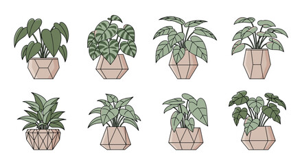 Collection of modern indoor plants in geometric designed pots for contemporary home decor and botanical themes.