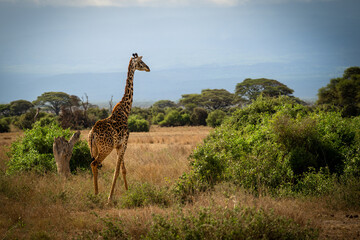 The Masai giraffe, Giraffa tippelskirchi, also spelled Maasaio giraffe, Kenya © Ji