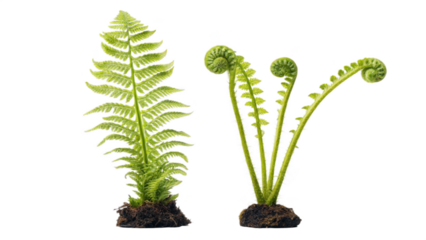 Ferns with mature and unfurled fronds on black background