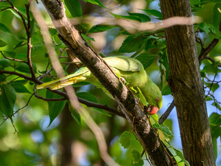 Rose-ringed parakeet