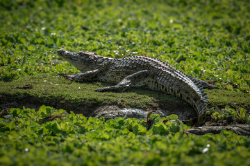 The Nile crocodile, Crocodylus niloticu, is resting on the riverbank in Tsavo NP © Ji