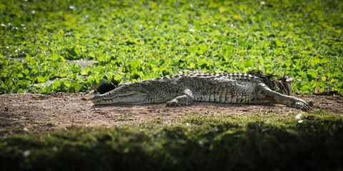 The Nile crocodile, Crocodylus niloticu, is resting on the riverbank in Tsavo NP © Ji