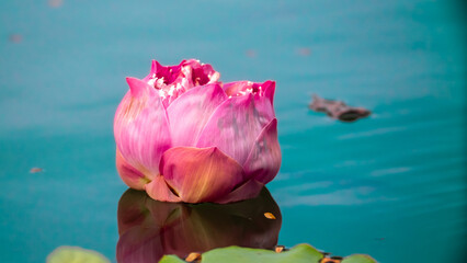 Lotus pond. Water lily close up. Sacred lotus flower in Buddhism. Calmness and tranquility. Spa...