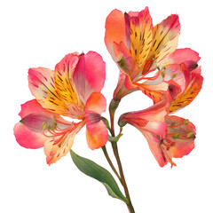 Fototapeta premium Alstroemeria watercolor png. flowers on transparent isolated background.