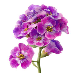 Obraz premium Alyssum watercolor png. flowers on transparent isolated background.