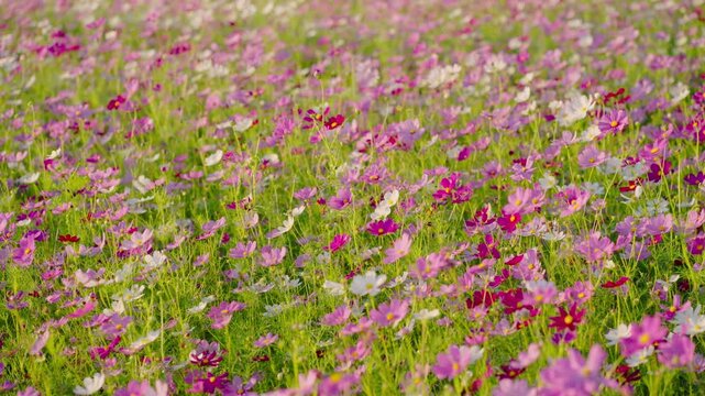 Wide view of pink and white cosmos flowers covering a field, lit by warm evening light before sunset outdoors.