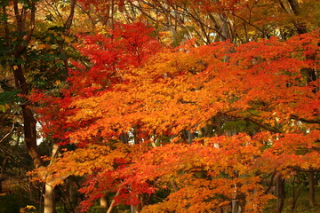 燃える秋