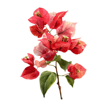 Bougainvillea watercolor png. flowers on transparent isolated background.