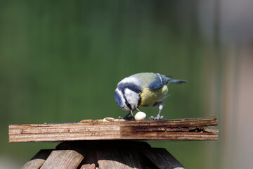 Cyanistes caeruleus mit Erdnusskern © cuhle-fotos