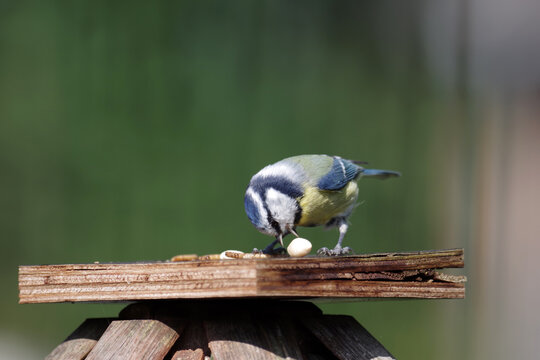 Cyanistes caeruleus mit Erdnusskern