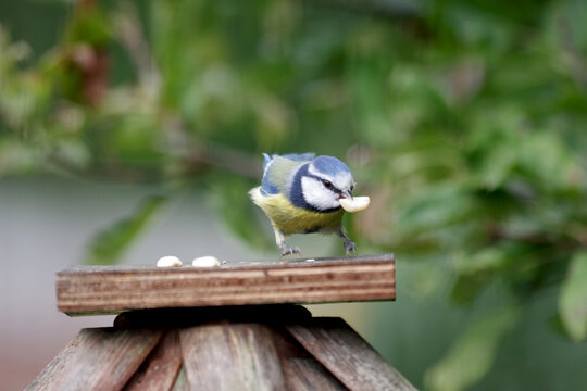 Eine Blaumeise findet Futter auf einem Futterh&auml;uschen