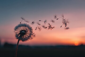 Fototapeta premium A minimal dandelion scene is presented in passive voice, seeds float freely, sunset gradients remain soft and warm 