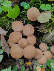 A group of rain mushrooms on a forest stump, A close-up of raindrop mushrooms among moss growing in the forest