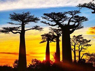 Obraz premium Sunset at the Avenue of the Baobabs in Madagascar. 