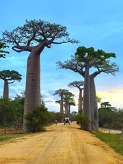 Obraz premium Baobab Alley in Madagascar. 