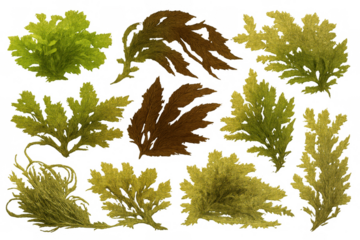 Variety of marine seaweed and algae in green and brown colors creating underwater vegetation elements