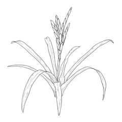 Guzmania flower with leaves, black and white sketch. Vector illustration. Tropical tree leaves, isolated on a white background. Green lush wildlife plants and fresh jungle foliage. © Elena
