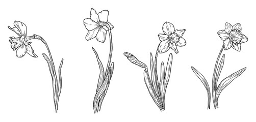 Narcissus flowers and leaves, black and white sketch. vector illustration. Spring garden flowers isolated on white background. For Easter, birthday or wedding cards, invitations and text printing © Elena