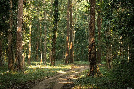 Gorumara, Dooars, West Bengal India