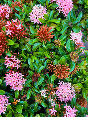Beautifully framed photograph of garden flowers.