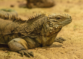 Iguane
