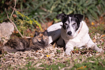 Cat and dog relaxing in the winter sun