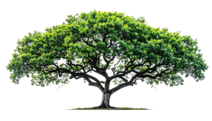 A large, mature tree with a broad crown and lush green foliage against a black background