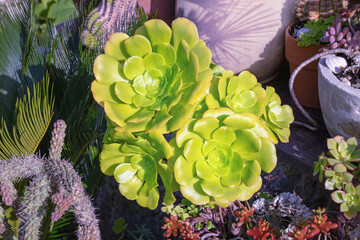 Sempervivum and other succulents in flower pots in garden