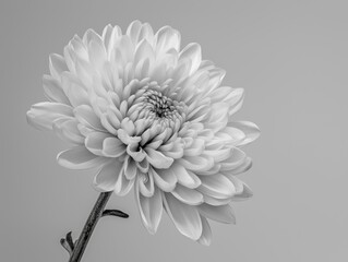 白い背景に白い菊の花のクローズアップ