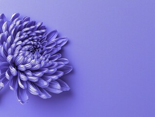 紫色の背景に紫色の菊の花のクローズアップ